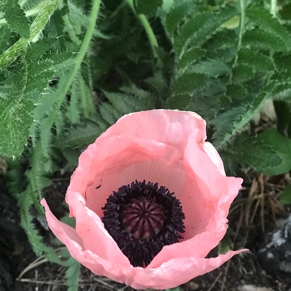 Meet your Posher, Desiree - Picture 1 of 1